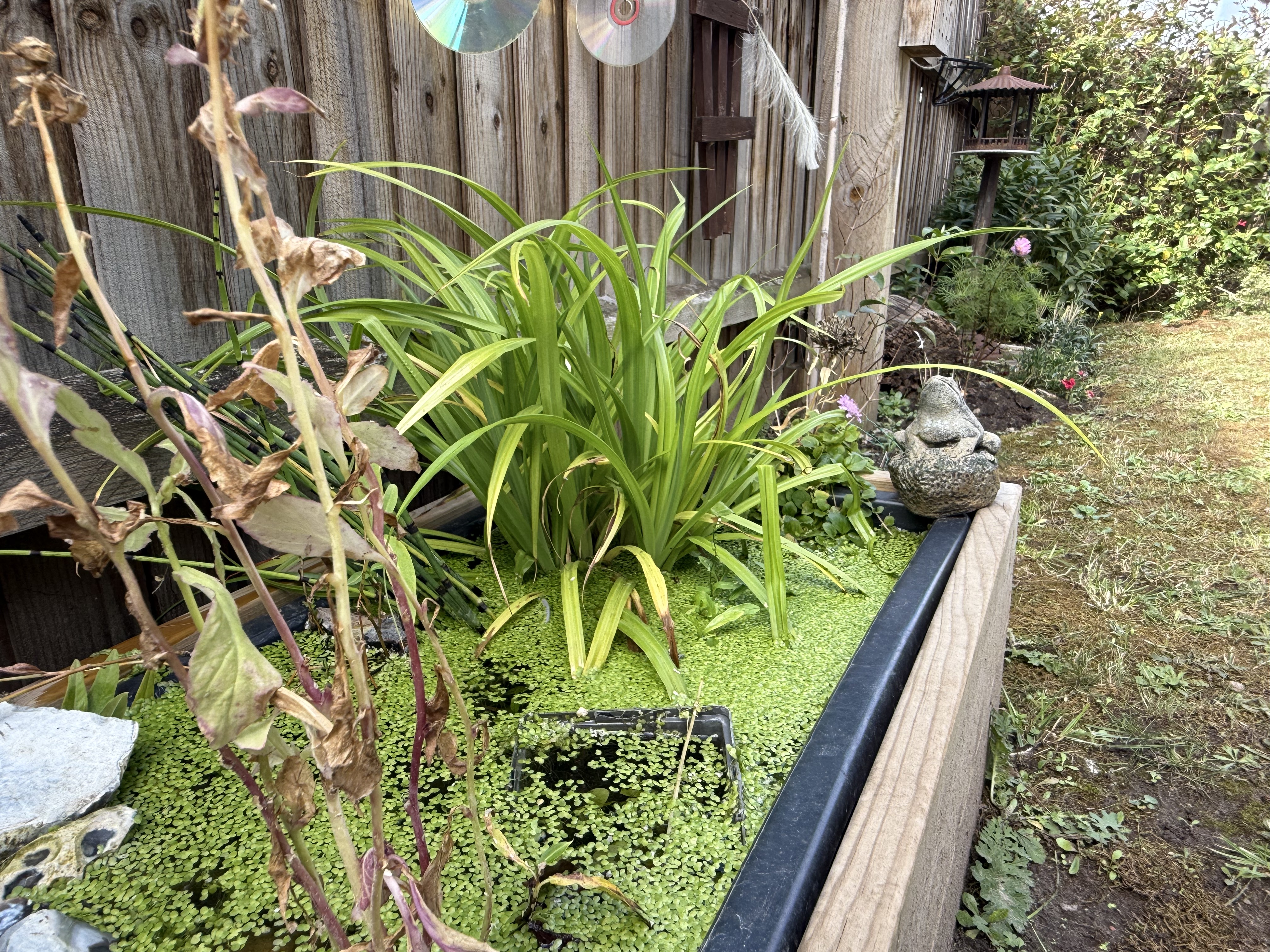 A small pond in a preschool garden