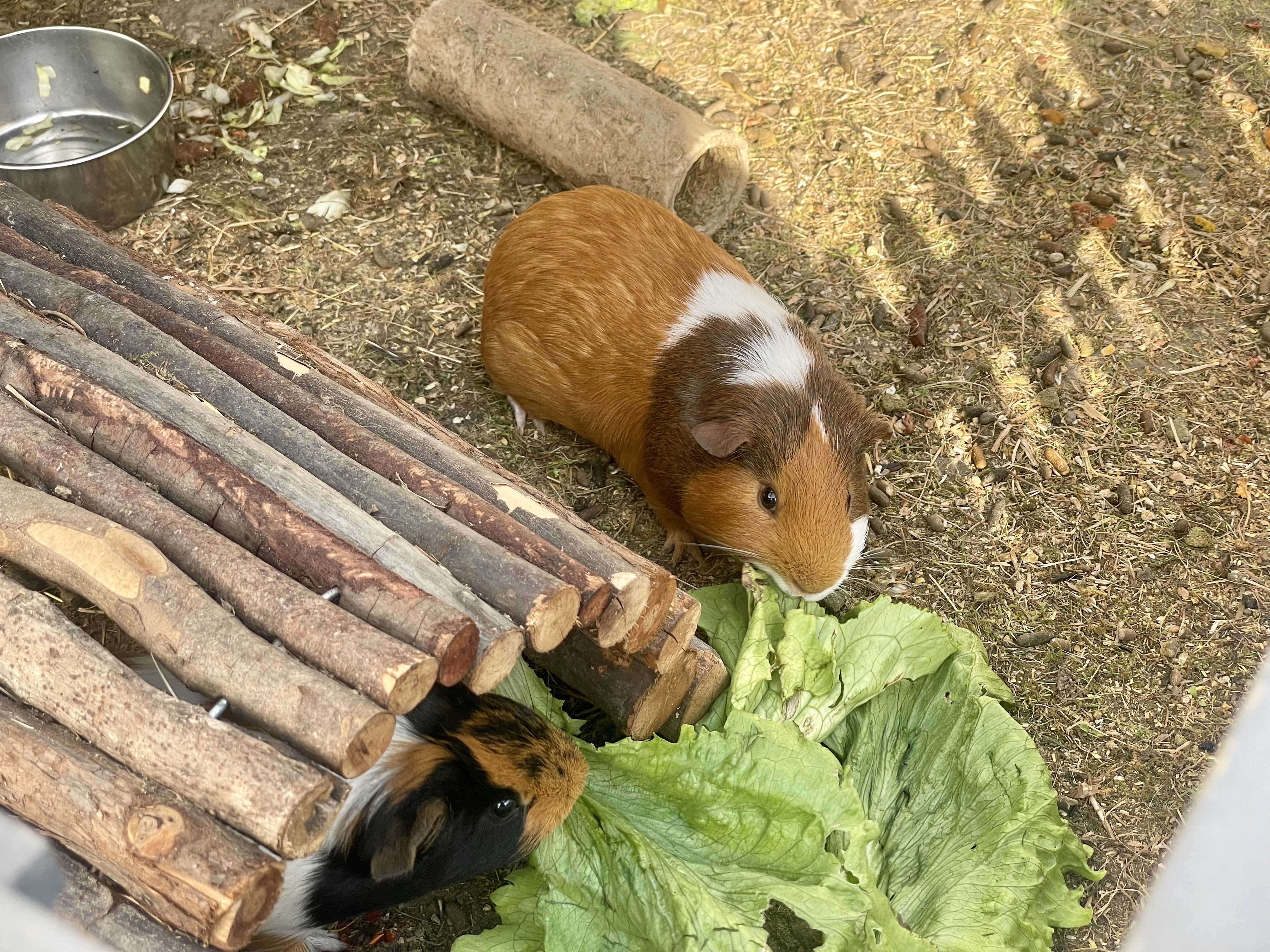 A guinea pig from above