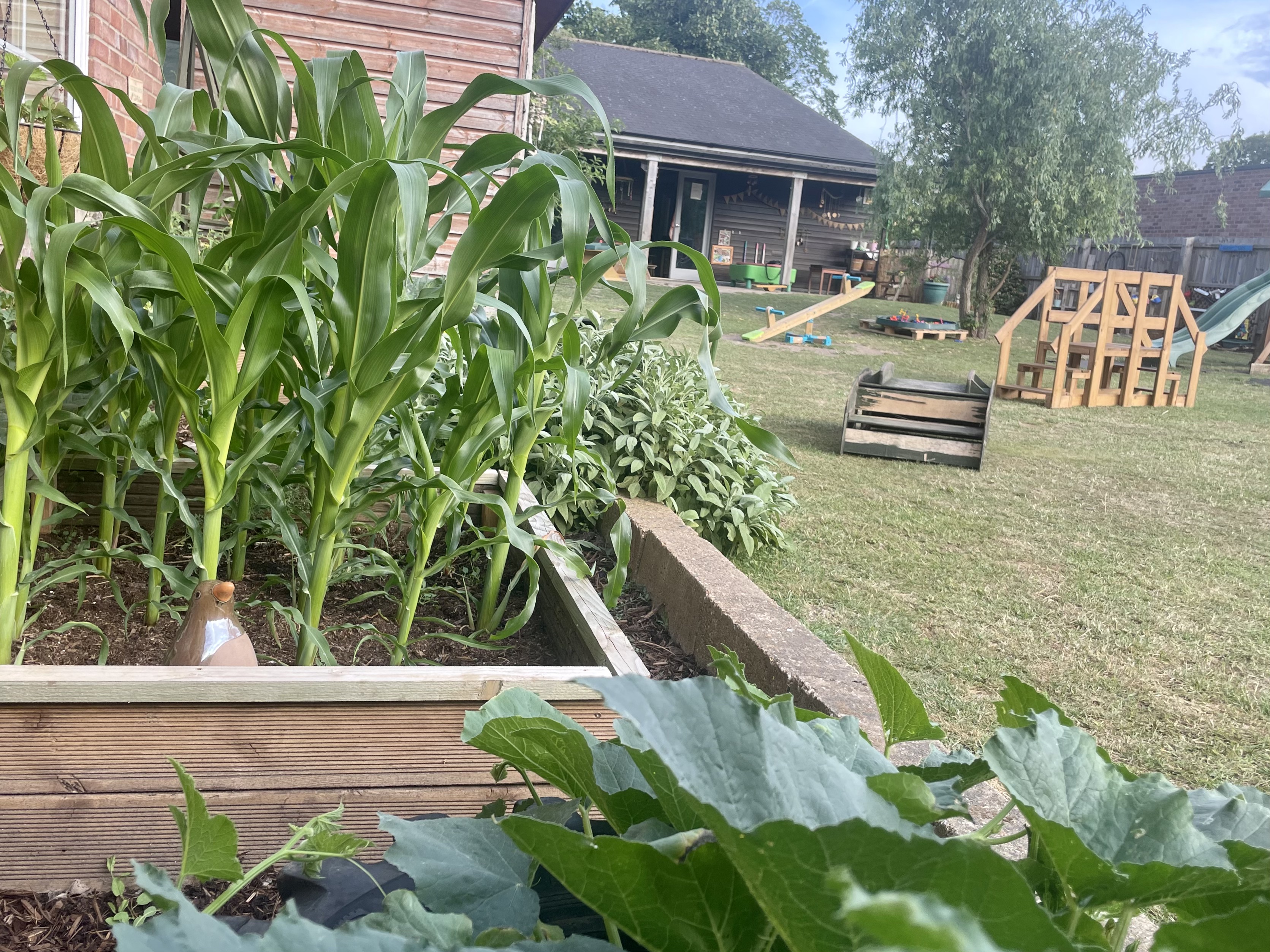 Fully grown vegetables waiting to be picked