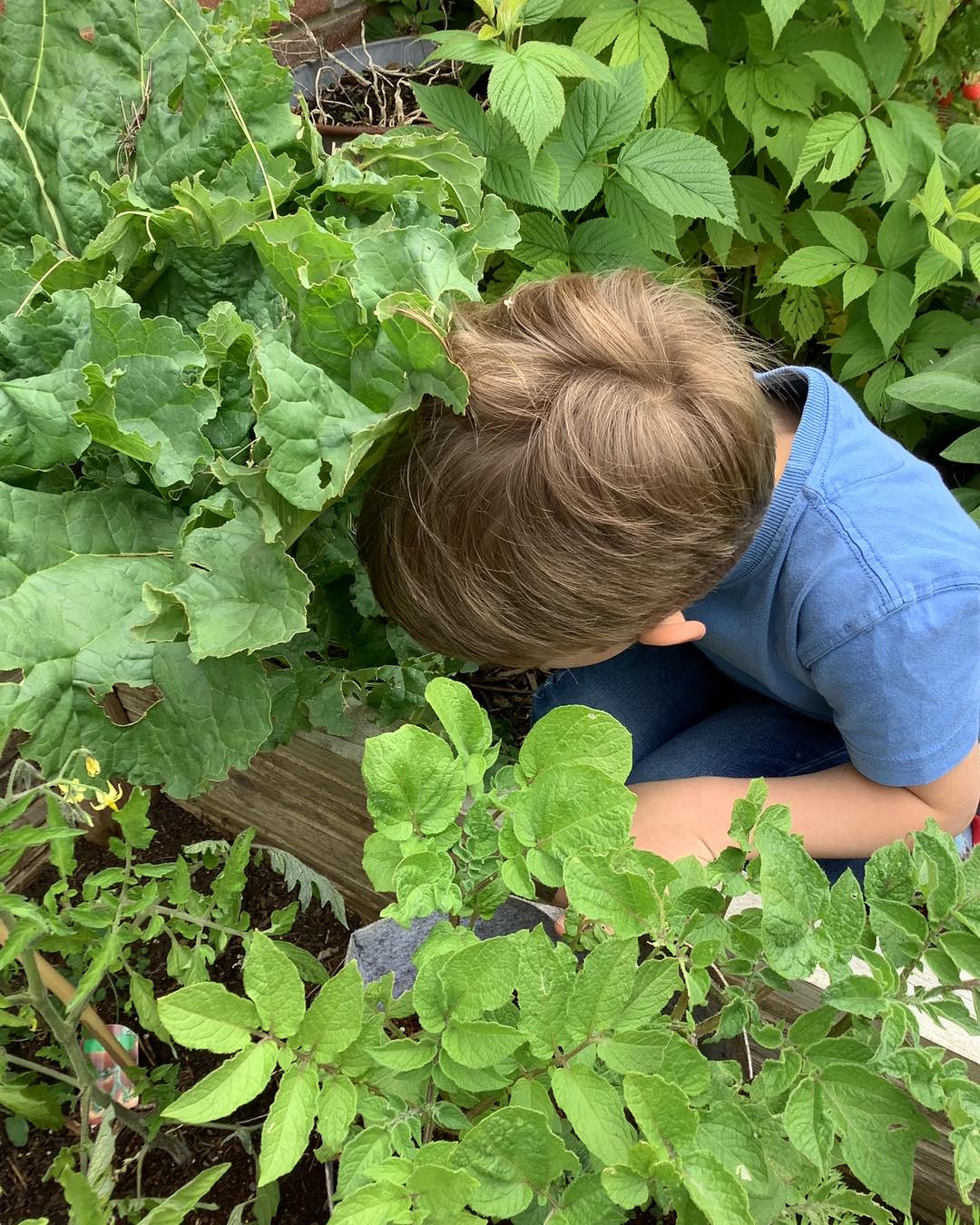 Child in a vegetable patch, picking vegetables surrounded by leaves